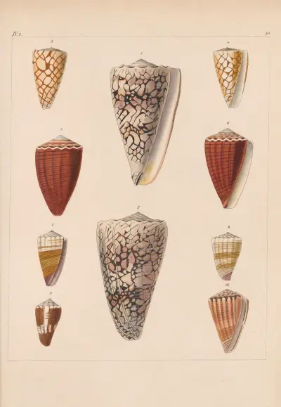 Die Familie der Coneae oder Conidae Pl.31 av Heinrich Conrad Weinkauff