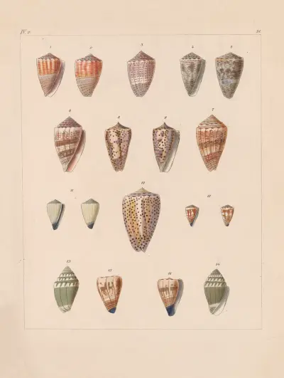Die Familie der Coneae oder Conidae Pl.32 av Heinrich Conrad Weinkauff