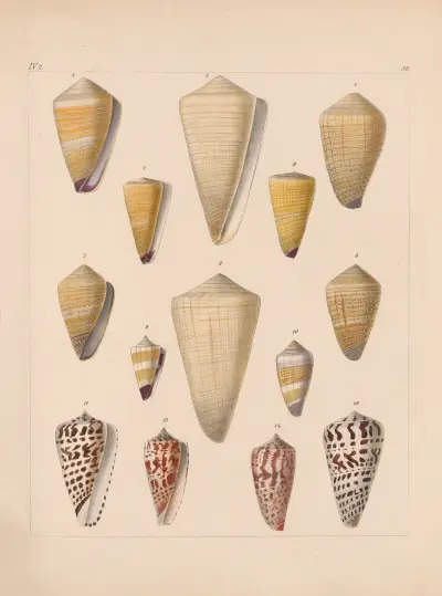 Die Familie der Coneae oder Conidae Pl.33 av Heinrich Conrad Weinkauff
