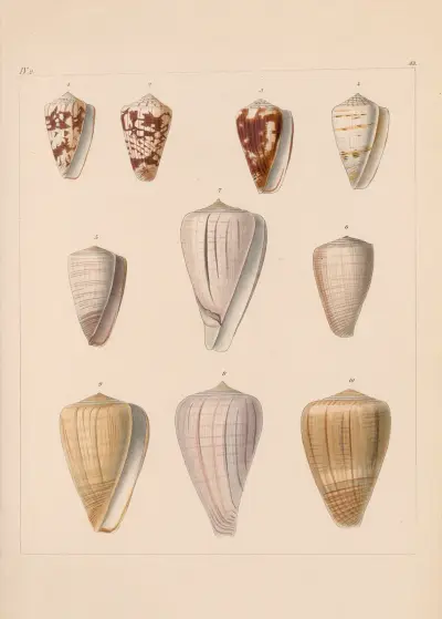 Familjen Coneae eller Conidae pl. 34 av Heinrich Conrad Weinkauff