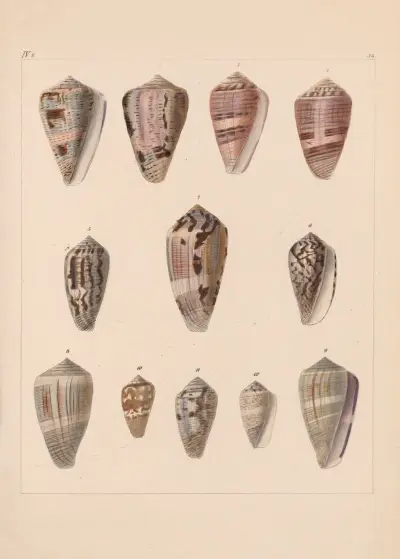 Familjen Coneae eller Conidae pl. 35 av Heinrich Conrad Weinkauff