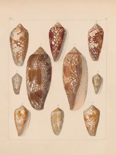 Die Familie der Coneae oder Conidae Pl.36 av Heinrich Conrad Weinkauff