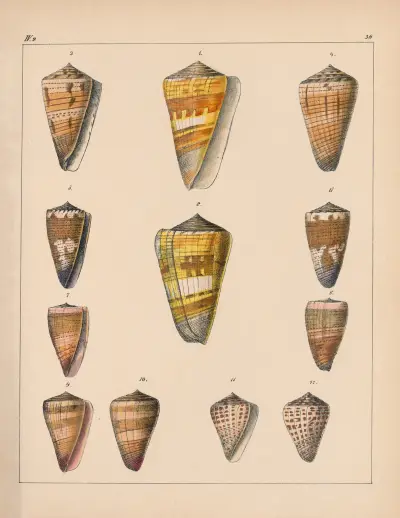 Die Familie der Coneae oder Conidae Pl.37 av Heinrich Conrad Weinkauff