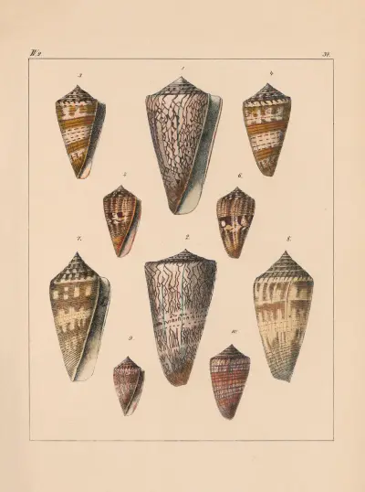Die Familie der Coneae oder Conidae Pl.38 av Heinrich Conrad Weinkauff