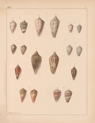 Die Familie der Coneae oder Conidae Pl.39 av Heinrich Conrad Weinkauff