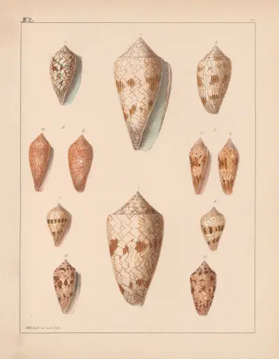 Die Familie der Coneae oder Conidae Pl.40 av Heinrich Conrad Weinkauff
