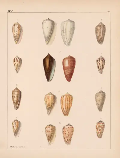 Die Familie der Coneae oder Conidae Pl.41 av Heinrich Conrad Weinkauff