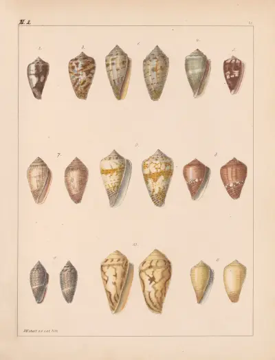 Die Familie der Coneae oder Conidae Pl.42 av Heinrich Conrad Weinkauff