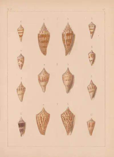 Familjen Coneae eller Conidae, plansch 44 av Heinrich Conrad Weinkauff