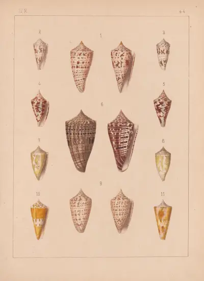 Die Familie der Coneae oder Conidae Pl.45 av Heinrich Conrad Weinkauff