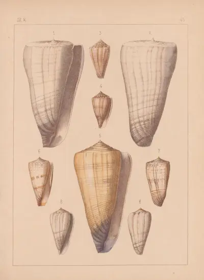 Die Familie der Coneae oder Conidae Pl.46 av Heinrich Conrad Weinkauff