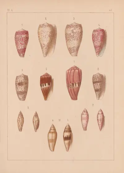 Familjen Coneae eller Conidae pl. 47 av Heinrich Conrad Weinkauff