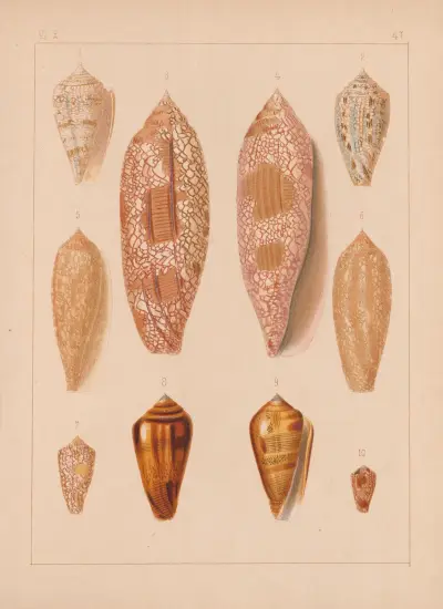 Familjen Coneae eller Conidae pl. 48 av Heinrich Conrad Weinkauff