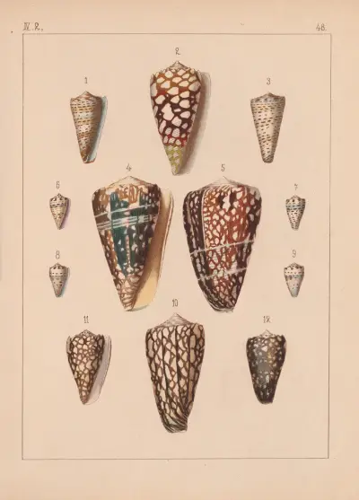 Die Familie der Coneae oder Conidae Pl.49 av Heinrich Conrad Weinkauff