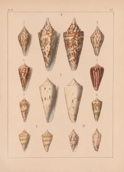 Die Familie der Coneae oder Conidae Pl.50 av Heinrich Conrad Weinkauff