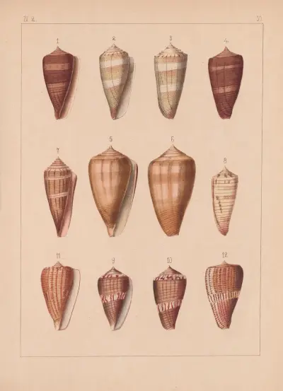 Familjen Coneae eller Conidae pl. 51 av Heinrich Conrad Weinkauff