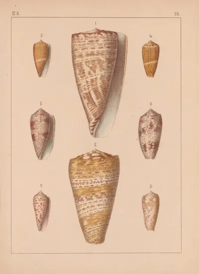 Familjen Coneae eller Conidae pl. 53 av Heinrich Conrad Weinkauff