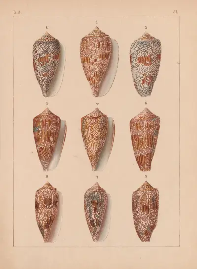 Die Familie der Coneae oder Conidae Pl.54 av Heinrich Conrad Weinkauff