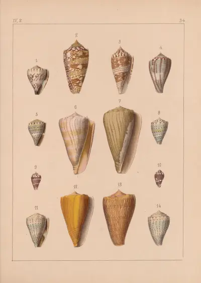 Die Familie der Coneae oder Conidae Pl.55 av Heinrich Conrad Weinkauff