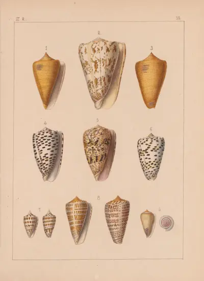 Familjen Coneae eller Conidae plansch 56 av Heinrich Conrad Weinkauff