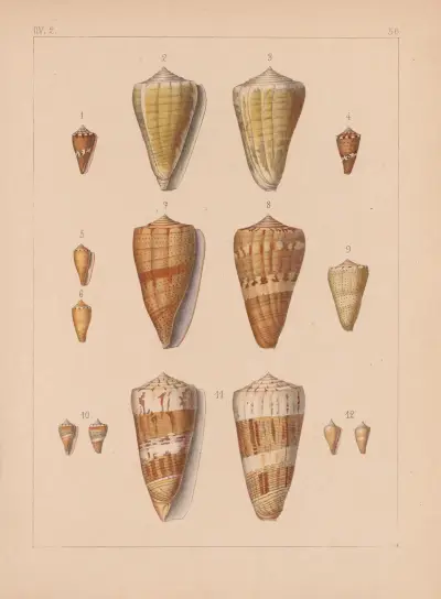 Die Familie der Coneae oder Conidae Pl.57 av Heinrich Conrad Weinkauff