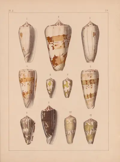 Die Familie der Coneae oder Conidae Pl.58 av Heinrich Conrad Weinkauff
