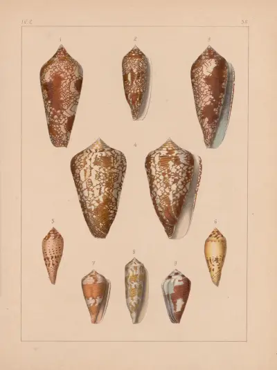 Die Familie der Coneae oder Conidae Pl.59 av Heinrich Conrad Weinkauff