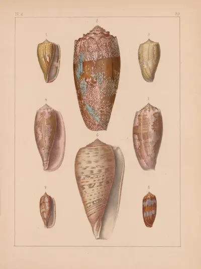 Die Familie der Coneae oder Conidae Pl.60 av Heinrich Conrad Weinkauff