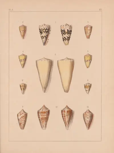 Die Familie der Coneae oder Conidae Pl.61 av Heinrich Conrad Weinkauff