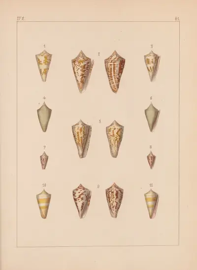 Die Familie der Coneae oder Conidae Pl.62 av Heinrich Conrad Weinkauff