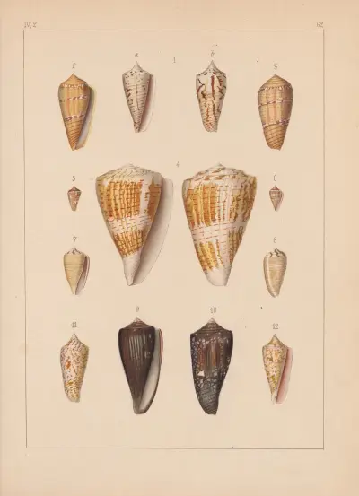 Die Familie der Coneae oder Conidae Pl.63 av Heinrich Conrad Weinkauff