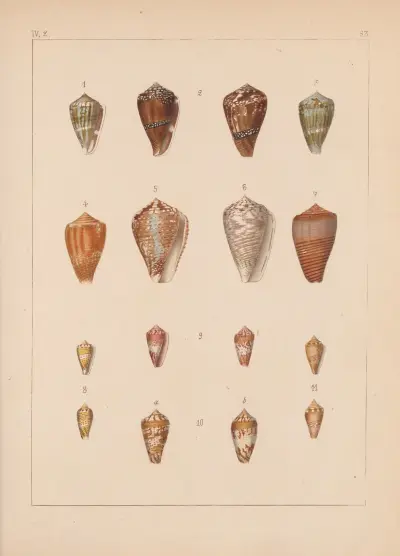 Die Familie der Coneae oder Conidae Pl.64 av Heinrich Conrad Weinkauff