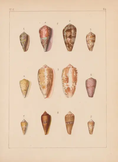 Familjen Coneae eller Conidae pl. 65 av Heinrich Conrad Weinkauff