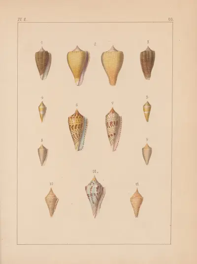 Die Familie der Coneae oder Conidae Pl.66 av Heinrich Conrad Weinkauff