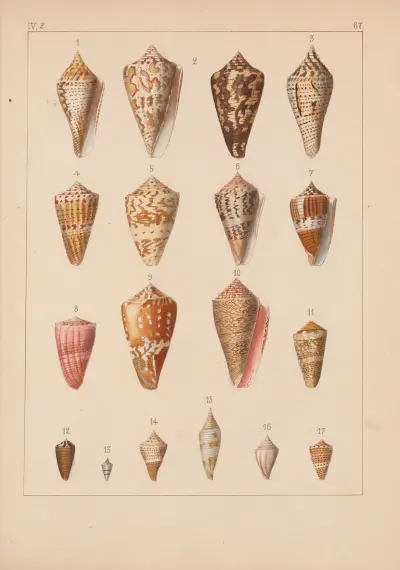 Familjen Coneae eller Conidae pl. 68 av Heinrich Conrad Weinkauff
