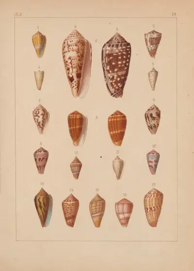 Familjen Coneae eller Conidae pl. 69 av Heinrich Conrad Weinkauff