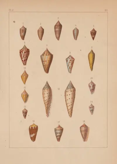 Familjen Coneae eller Conidae pl. 70 av Heinrich Conrad Weinkauff