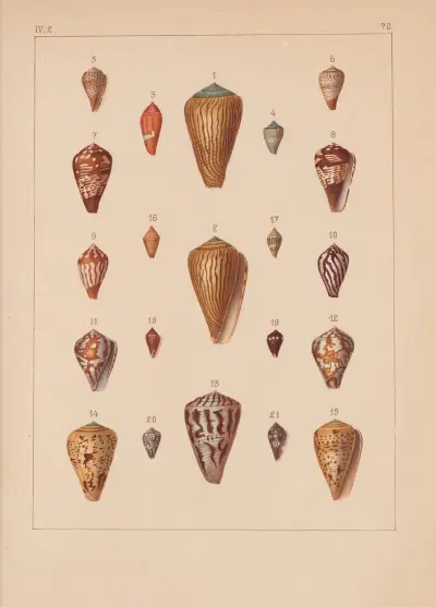 Familjen Coneae eller Conidae pl. 71 av Heinrich Conrad Weinkauff