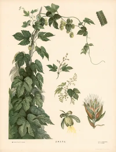Hops av T-va I. D. Sytina