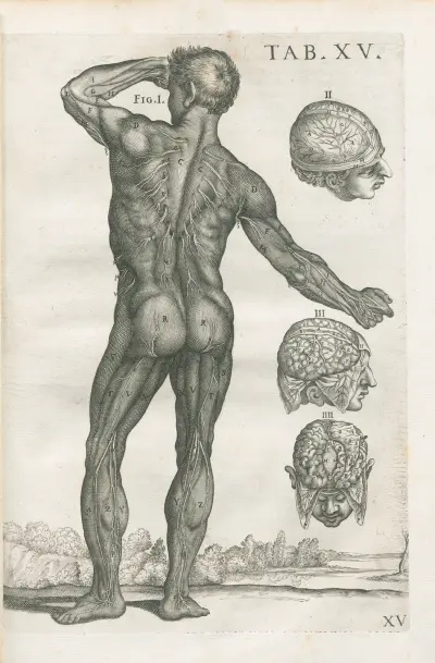 Tabulae anatomicae a celeberrimo pictore Petro Berretino Cortonensi Pl.15 av Pietro da Cortona