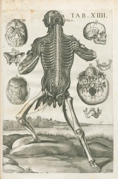Tabulae anatomicae a celeberrimo pictore Petro Berretino Cortonensi Pl.14 av Pietro da Cortona
