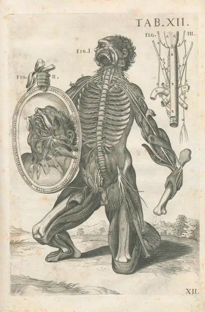 Tabulae anatomicae a celeberrimo pictore Petro Berretino Cortonensi Pl.12 av Pietro da Cortona