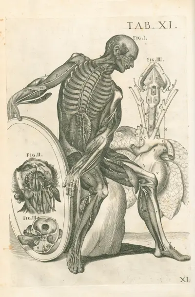 Tabulae anatomicae a celeberrimo pictore Petro Berretino Cortonensi Pl.11 av Pietro da Cortona
