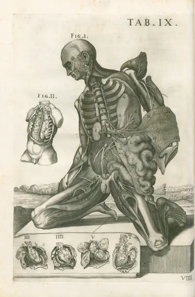 Tabulae anatomicae a celeberrimo pictore Petro Berretino Cortonensi Pl.09 av Pietro da Cortona