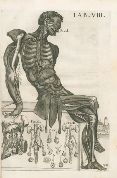 Tabulae anatomicae a celeberrimo pictore Petro Berretino Cortonensi Pl.08 av Pietro da Cortona