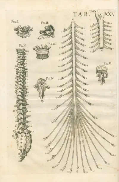 Tabulae anatomicae a celeberrimo pictore Petro Berretino Cortonensi Pl.25 av Pietro da Cortona