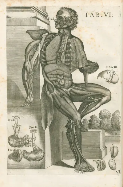 Tabulae anatomicae a celeberrimo pictore Petro Berretino Cortonensi Pl.06 av Pietro da Cortona