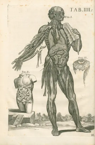 Tabulae anatomicae a celeberrimo pictore Petro Berretino Cortonensi Pl.04 av Pietro da Cortona