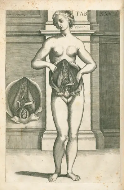 Tabulae anatomicae a celeberrimo pictore Petro Berretino Cortonensi Pl.27 av Pietro da Cortona