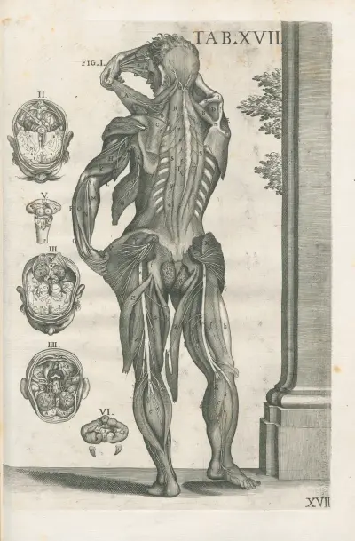 Tabulae anatomicae a celeberrimo pictore Petro Berretino Cortonensi Pl.17 av Pietro da Cortona
